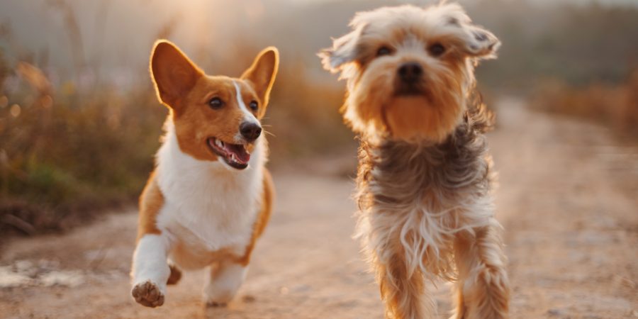 Deux petits chiens qui courent ensemble