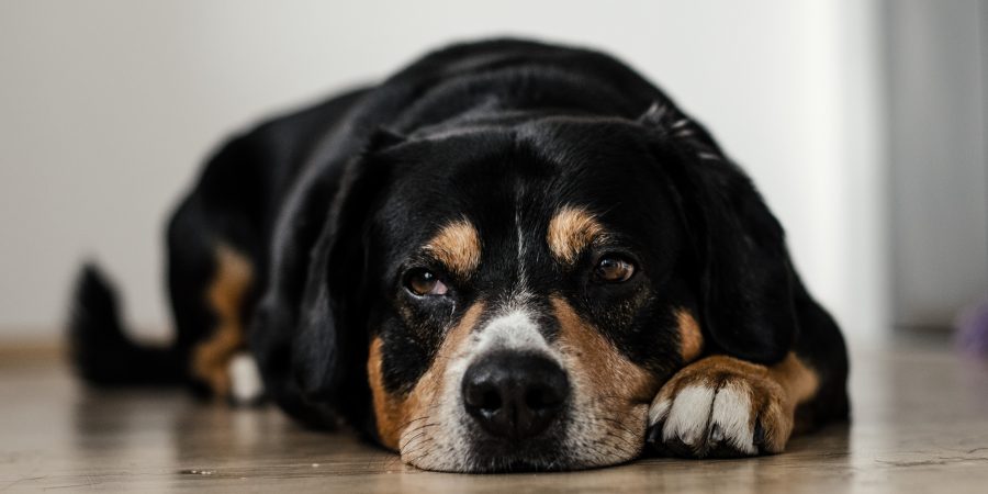 Un chien noir allongé sur le sol