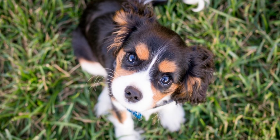 Chiot marron et blanc dans l'herbe avec l'air étonné