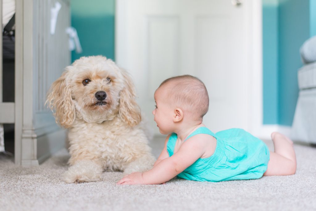 Un chien et un bébé se regardent