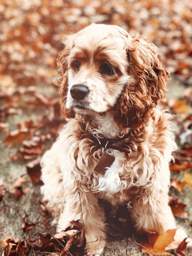 Chien marron et blanc