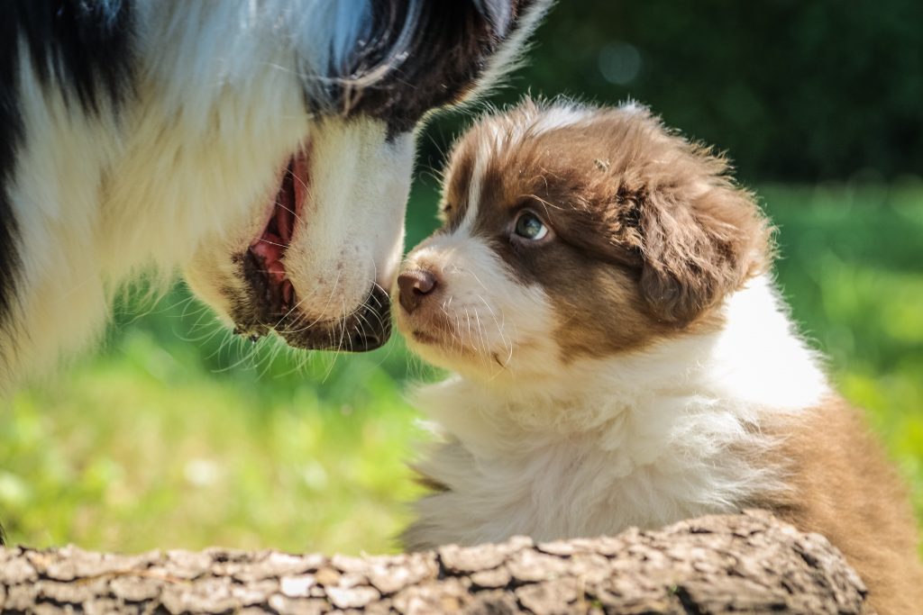 Quelle Race De Chien Es Tu Test En Ligne Dog Dog