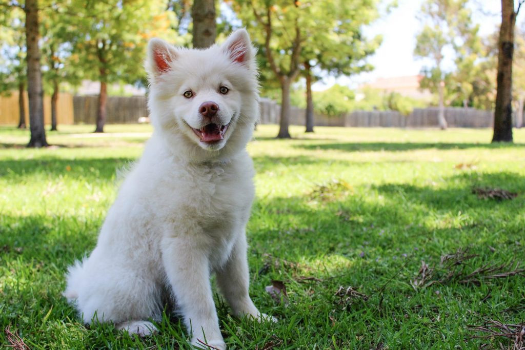 Jeune chien qui s'amuse dans le jardin de son maître