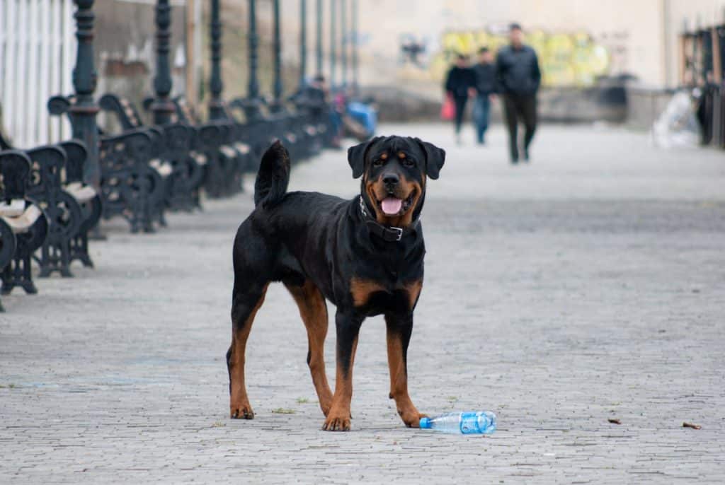 Qu&rsquo;est-ce qu&rsquo;une diagnose pour un chien ?